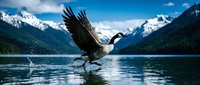 Majestic bald eagle with outstretched wings catching fish from pristine mountain lake surrounded by snow-capped peaks under dramatic cloudy sky in wilderness setting.