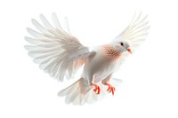 White dove with spread wings flying gracefully against pure white background, soft pink breast feathers and orange feet visible in detailed pose.