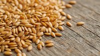 Golden wheat grains scattered on rustic wooden surface, organic cereal crop for healthy nutrition and agricultural food production concepts.