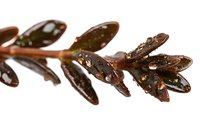 Dark brown plant branch with water droplets on leaves against white background, macro photography showing nature details and wet surface texture.