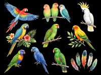 Colorful parrot collection featuring macaws, lorikeets, and cockatoos isolated on transparent background. Ready for t-shirt designs, clipart, stickers, sublimation, and print-on-demand products.