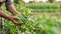 Female farmer with dark skin tone harvesting fresh green beans in agricultural field during daytime. Hands picking ripe vegetables from plants in organic farm garden setting.