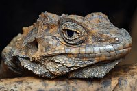 Closeup of an iguana's head showing textured scales, prominent eye, and detailed facial features against a dark background. Suitable for wildlife education, nature documentaries, and reptile care materials.