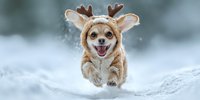 Happy Chihuahua dog wearing reindeer antler costume running through fresh snow during winter, perfect for holiday pet photography.