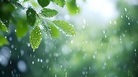 Fresh green leaves with water drops during spring rain against blurred natural bokeh background, creating serene atmosphere for nature and wellness designs.