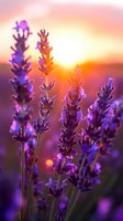 Beautiful lavender flowers silhouetted against dramatic sunset sky, perfect for wellness, aromatherapy, or meditation designs. Purple stems create serene natural composition with orange sun glow.