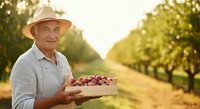 Senior male farmer holding wooden crate of fresh red apples in orchard during harvest season. Agricultural worker in straw hat displaying ripe fruit crop outdoors.