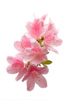 Pink cherry blossom branch isolated on white background for spring design projects and seasonal decorations.
