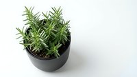 Small rosemary herb plant in black ceramic pot isolated on white background for cooking, gardening and home decor projects.