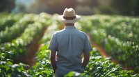 Caucasian male farmer in straw hat overlooking green agricultural field rows at sunset, back view. Farming inspection and crop management concept in warm evening light.