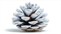Snow-dusted pine cone isolated on white background, showcasing natural winter texture and woodland detail for seasonal decor and craft projects.