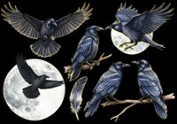Raven and crow birds isolated on transparent background, ready for t-shirt design, clipart, stickers, sublimation and print-on-demand projects.
