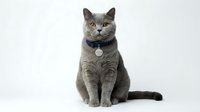 Gray tabby cat wearing navy collar with bell, sitting upright on white background, isolated and ready for design use on pet products, websites, and marketing materials.