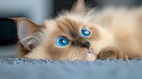 Close up portrait of ragdoll cat with striking blue eyes lying on grey carpet, cream colored fur and relaxed expression showing feline beauty and companionship.