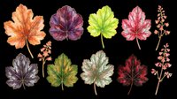 Autumn maple and decorative leaves in vibrant orange, purple, yellow, pink, and burgundy tones isolated on transparent background. Ready for t-shirt designs, clipart, stickers, sublimation, and print-on-demand projects.