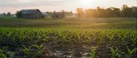 Golden sunrise illuminates young corn seedlings in agricultural field with rustic barn in background, showcasing sustainable farming and rural countryside.