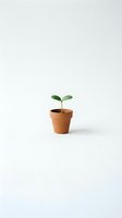 Small green seedling sprouting from soil in terracotta pot on white background. Minimalist concept for growth, new beginnings and environmental awareness.