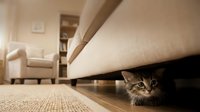 Young tabby cat peeking from under bed in modern bedroom with neutral tones, wooden floor, and contemporary furniture for home decor and pet lifestyle content.