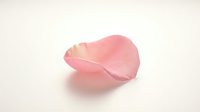 Single pink rose petal on white background isolated for romantic design projects, wedding invitations, beauty products and floral arrangements.