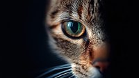 Extreme close-up macro shot of cat eye with turquoise iris, whiskers and tabby fur detail against dark background, dramatic lighting creates mysterious mood.