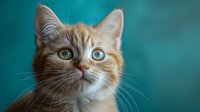 Ginger cat with bright blue eyes gazing upward against turquoise background, close-up portrait showing detailed whiskers and facial features. Suitable for pet care marketing.