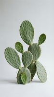 Green prickly pear cactus with flat oval pads and spines isolated on white background for modern home decor and botanical design projects.