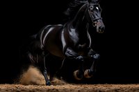 Majestic black stallion galloping on sandy ground against dark background, powerful horse in dynamic motion kicking up dust during dramatic jump.