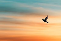 Silhouette of bird flying against dramatic orange and turquoise sunset sky with soft clouds, creating peaceful minimalist nature scene for wall art and meditation spaces.