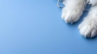 White fluffy dog paws on light blue background with copy space. Close up view of pet feet against minimalist pastel surface for veterinary or grooming design.