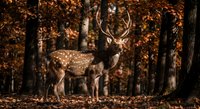 Majestic spotted deer with antlers standing in autumn forest with golden foliage and warm sunlight filtering through trees creating peaceful wildlife scene.