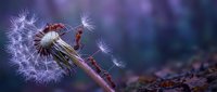 Delicate dandelion seedhead with floating seeds caught by small red ant on natural ground with dreamy purple bokeh background for nature and wildlife concepts.