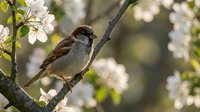 Small brown sparrow perched on flowering tree branch in spring garden with white blossoms and soft bokeh background for nature and wildlife themes.