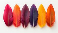 Vibrant multicolored feathers arranged in row on white background, featuring pink, orange, purple and yellow plumes. Isolated decorative elements for design.