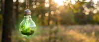 Green plant growing inside hanging glass light bulb terrarium against blurred natural forest background at golden hour sunset for eco-friendly sustainability concepts.
