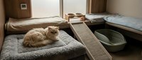 Orange tabby cat resting on gray towel in modern pet boarding facility with wooden ramps, green litter box and comfortable sleeping areas for feline care.