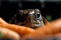 Close-up macro photograph of box turtle face showing detailed eye and scales texture against dark background with selective focus on reptilian features.