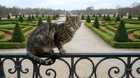 Tabby cat perched on ornate metal railing overlooking formal garden with geometric hedges and manicured landscape design.