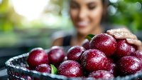 Fresh ripe plums with water drops in rustic bowl, selective focus on juicy burgundy fruits against blurred female holding produce in garden.