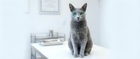 Russian Blue cat sitting on white veterinary examination table in modern clinic with bright blue eyes looking at camera for pet healthcare concepts.