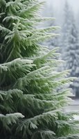 Snow-covered evergreen branches with delicate frost crystals against blurred winter forest background, creating serene natural pattern in cool tones.