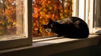Black cat sitting on windowsill looking outside at colorful autumn foliage through glass window in cozy home interior during fall season.