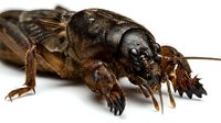 Mole cricket isolated on white background, showing detailed view of burrowing insect with large front claws and dark brown coloring, suitable for educational materials and nature design projects.