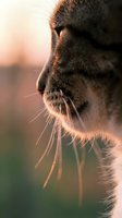 Close-up side profile of a gray tabby cat's face with prominent whiskers, illuminated by warm golden sunlight during golden hour, suitable for pet and animal photography.