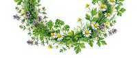Watercolor herb and wildflower garland with chamomile, lavender, and parsley on white background, isolated for design use.