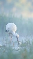 White stork wading bird feeding in shallow wetland water with soft bokeh background and morning mist creating serene natural wildlife scene.