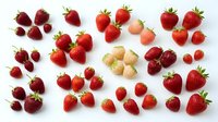 Fresh ripe strawberries in various shades from deep red to pale pink arranged on white background, isolated for food packaging, recipe blogs, and culinary design projects.