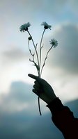 Silhouette of hand holding delicate wildflowers against moody sky background in blue tones, creating romantic and dreamy atmosphere.
