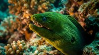 Green moray eel emerging from coral reef with open mouth showing teeth in tropical underwater marine environment for diving and ocean wildlife content.
