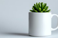 Green succulent plant growing in white ceramic coffee mug against light background, minimalist home decor and creative gardening concept.