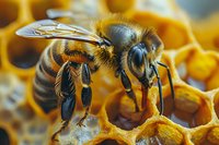 Macro photography of honey bee on honeycomb cells shows detailed wing structure, compound eyes, and body segments against golden wax background.
